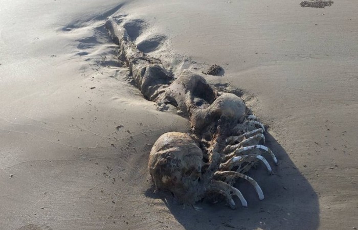 В Австралии на пляже нашли «скелет русалки»