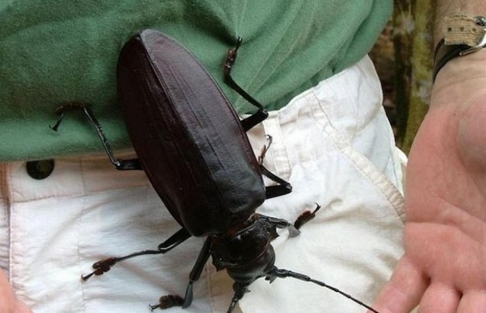 Самый большой жук в мире ? фото + видео