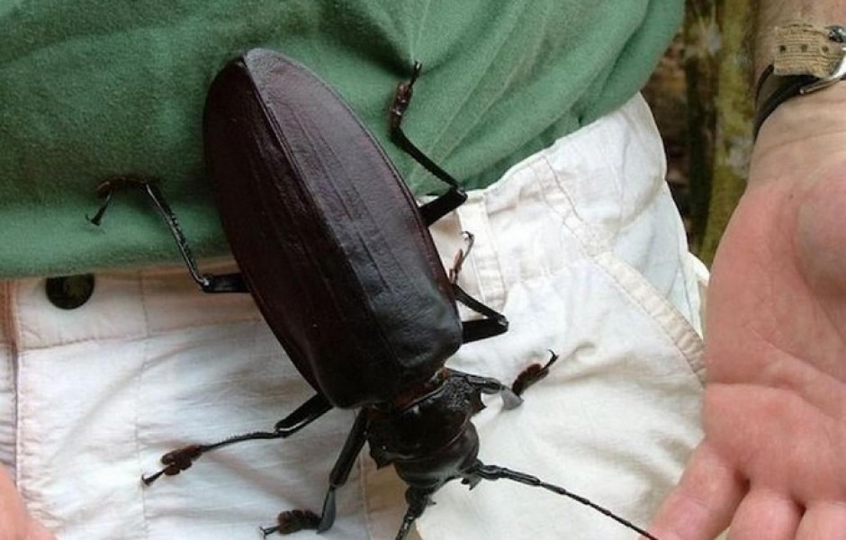 Самый большой жук в мире ? фото + видео
