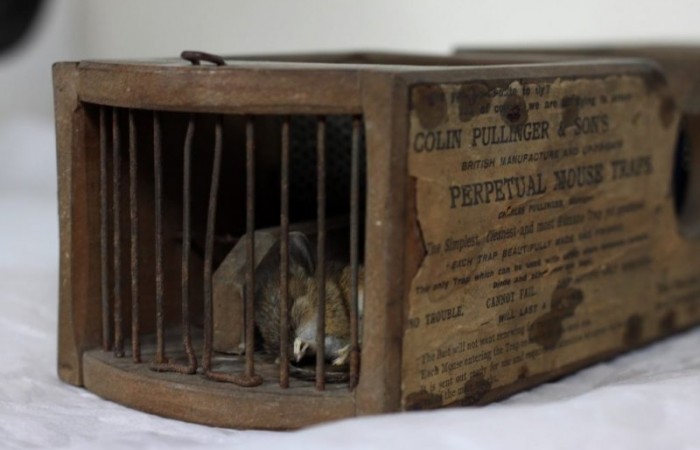 В 2016 году 155-летняя мышеловка поймала мышь в музее
