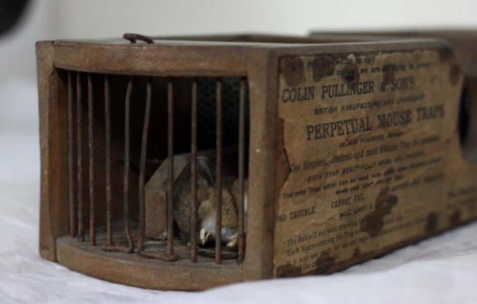 В 2016 году 155-летняя мышеловка поймала мышь в музее