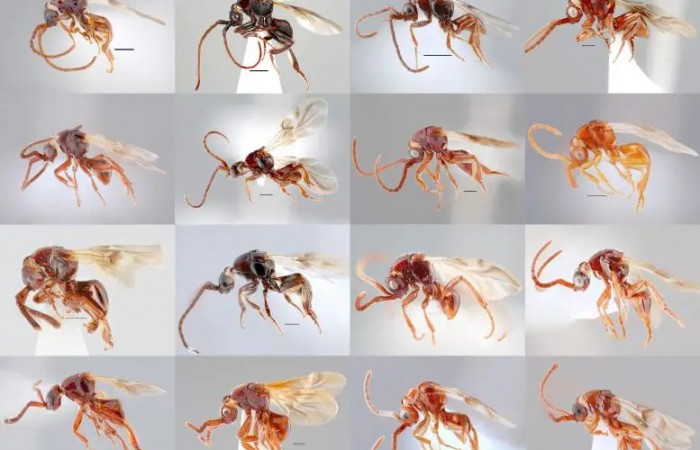 Ученые обнаружили 16 новых странных видов паразитоидных ос во Вьетнаме