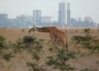 Масайский жираф: Есть 9 подвидов жирафов, а это — самый высокий из них! Зачем он удлиннил свою шею ещё больше?
