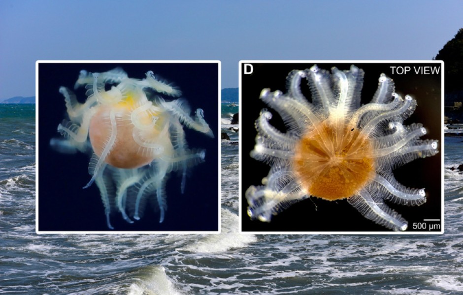 Самое загадочное существо из моря оказалось коварным паразитом: вот как он устроен