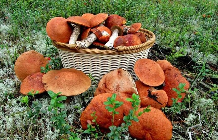 Можно ли посадить лесные грибы у себя на грядке?