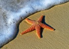Исследователи наконец узнали, где находится голова у морской звезды