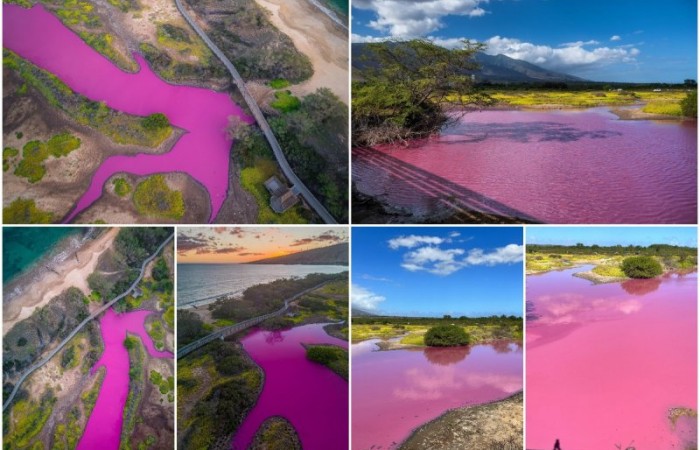 Потустороннее зрелище: пруд в заповеднике дикой природы на Мауи стал ярко-розовым