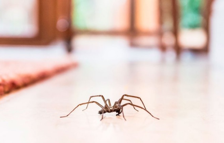 Домашние пауки не способны жить вне дома