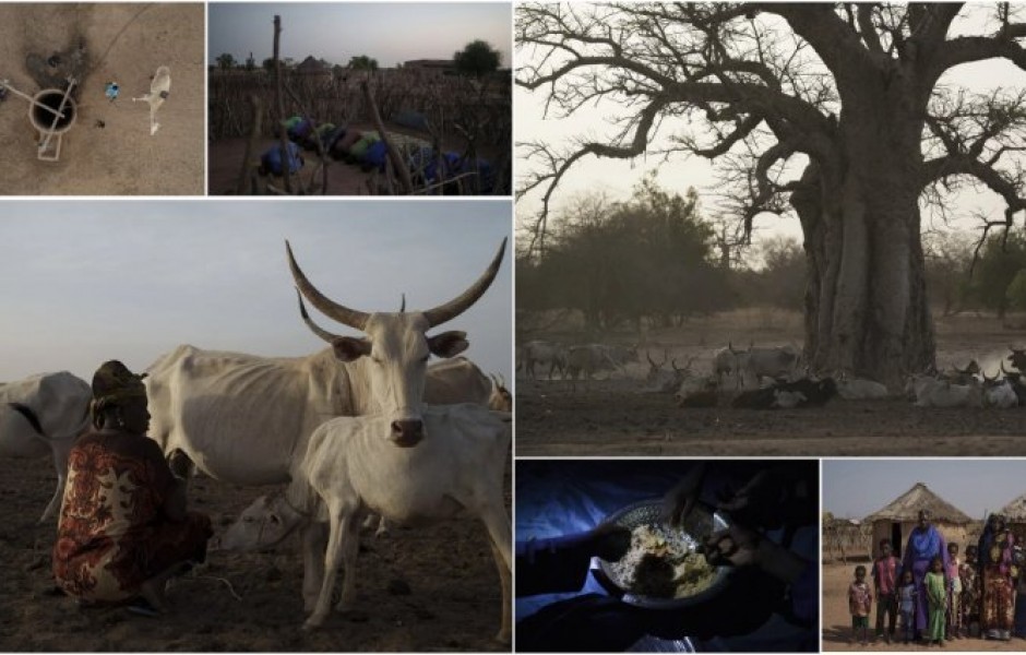 Скотоводы в Сенегале разводят домашний скот так же, как их предки делали столетия назад