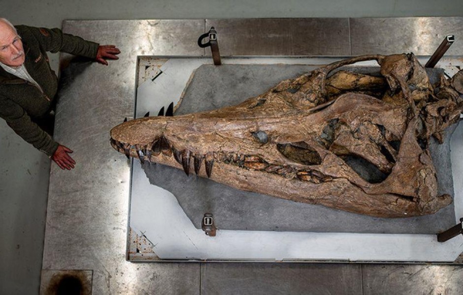 Морская машина убийств: на Побережье Юрского периода нашли голову чудовища возрастом 150 миллионов лет