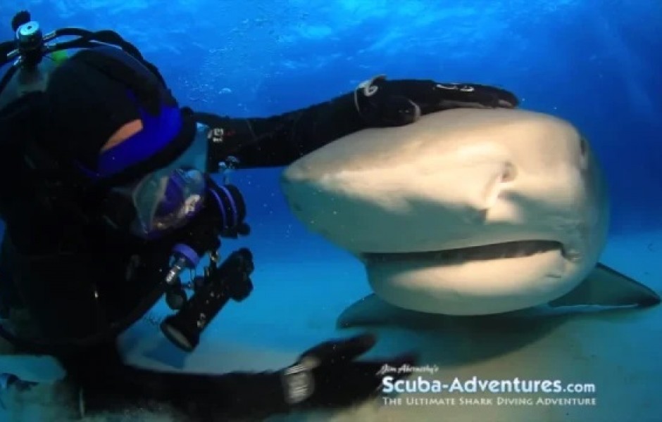 Аквалангист из Флориды дружит с огромной тигровой акулой уже более двух десятилетий (6 фото)