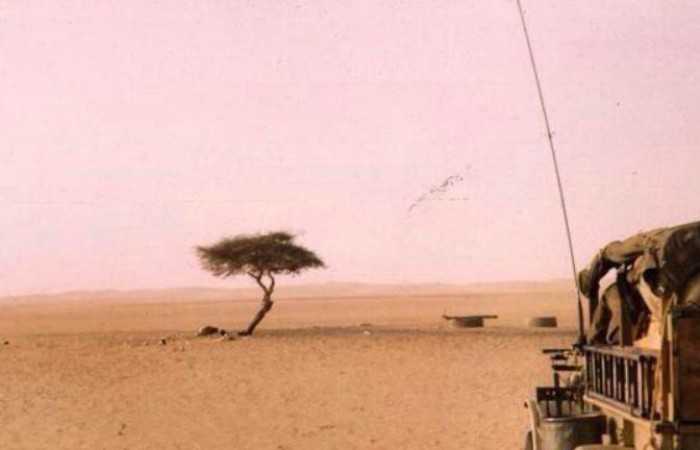 Акация Тенере — самое одинокое дерево на нашей планете