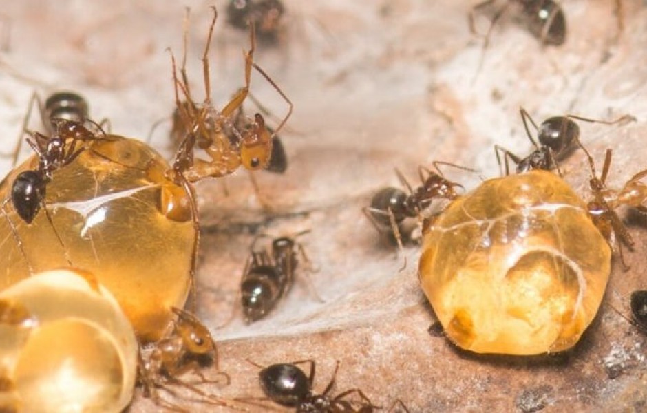 Правда ли, что муравьи могут делать мед?