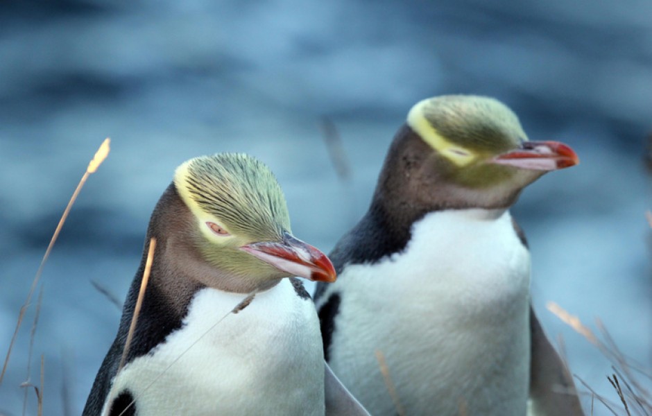 Выживут только пингвины: что будет, если Земля перестанет вращаться?