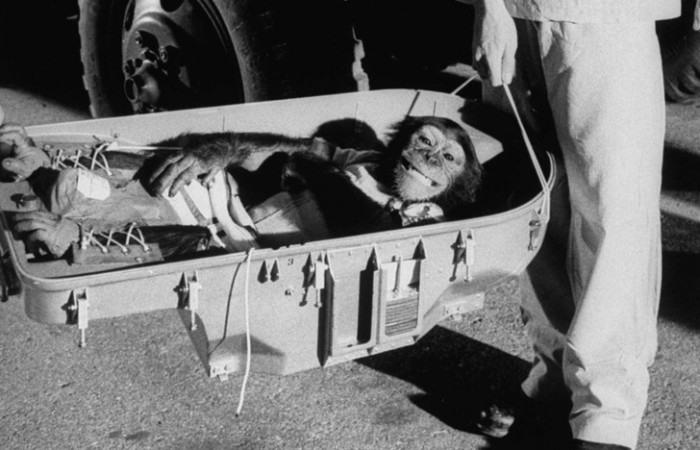 Удивительная фотоистория Хэма — первого шимпанзе в космосе
