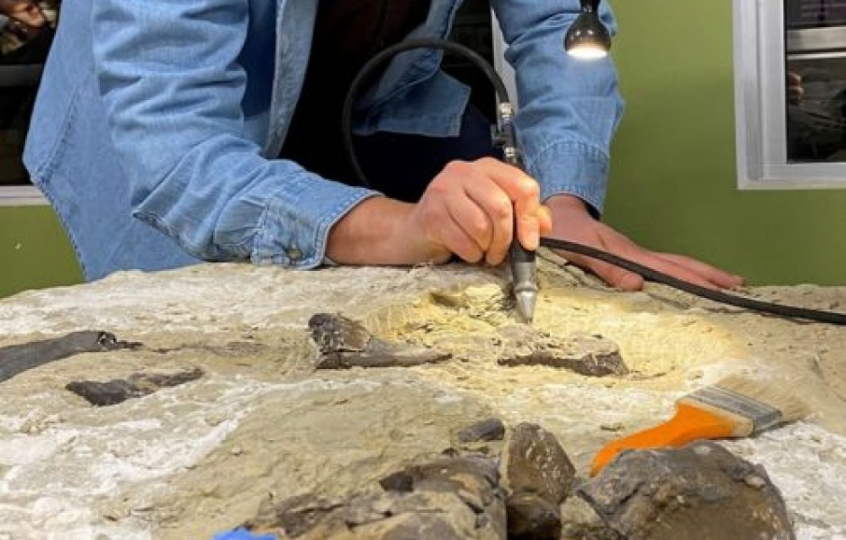 Необычный скелет хищного ящера найден на Миле Юрского периода