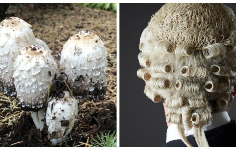 Необычный гриб, который в буквальном смысле занимается самоедством