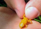 Самое маленькое позвоночное в мире? Посмотрите на блошиную лягушку, которая живет в единственном месте на Земле