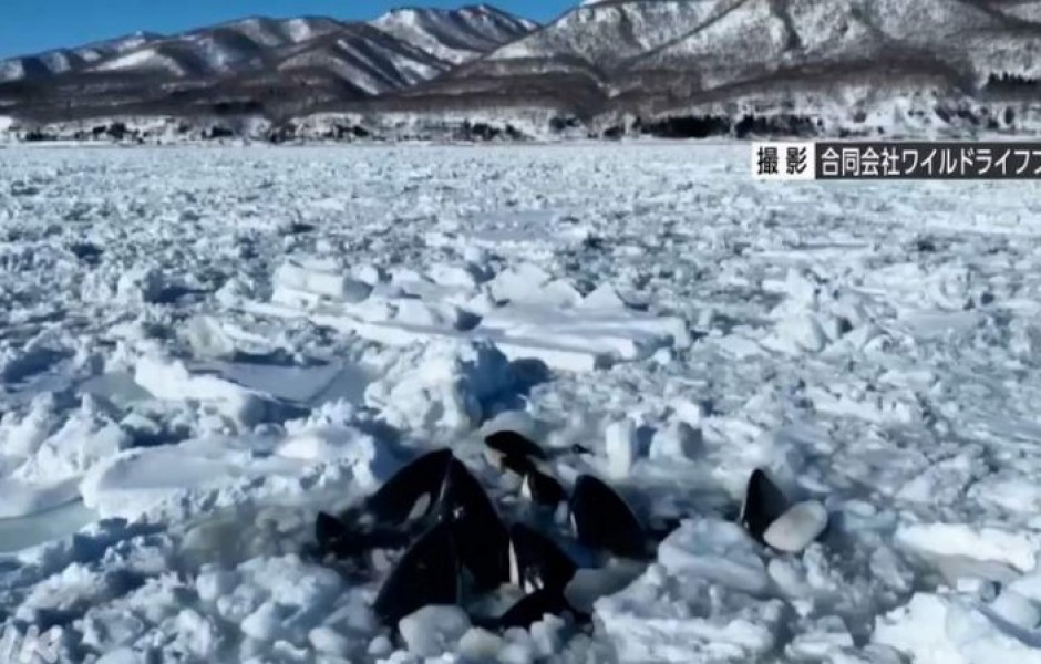 На видео показали, как застрявшим во льдах косаткам удалось спастись