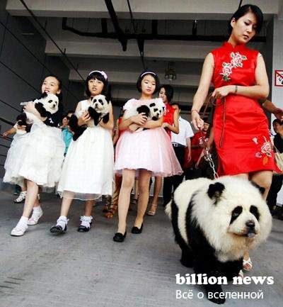 Китайцы демонстрируют тюнинг собак (17 фото)