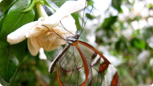 Самые необычные бабочки в мире (7 фото)