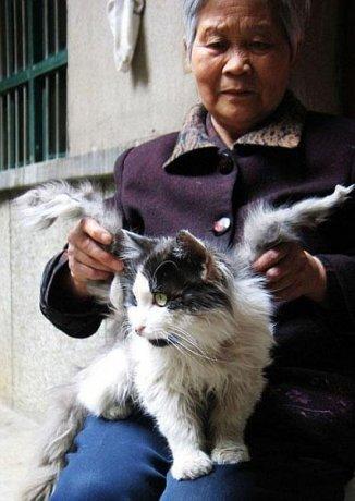 В Китае нашли кота с крыльями (2 фото)