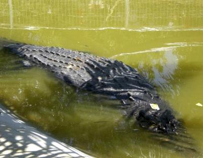 Самый большой крокодил в мире (7 фото)