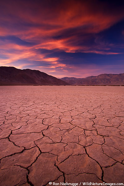 Цветущая пустыня yа границе США и Мексики (17 фото)