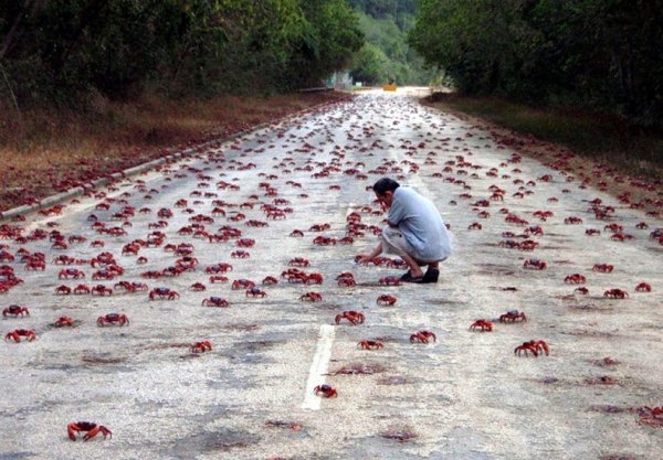 Миграция красных крабов с острова Рождества (11 фото)