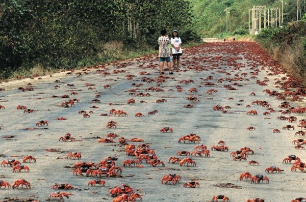 Миграция красных крабов с острова Рождества (11 фото)