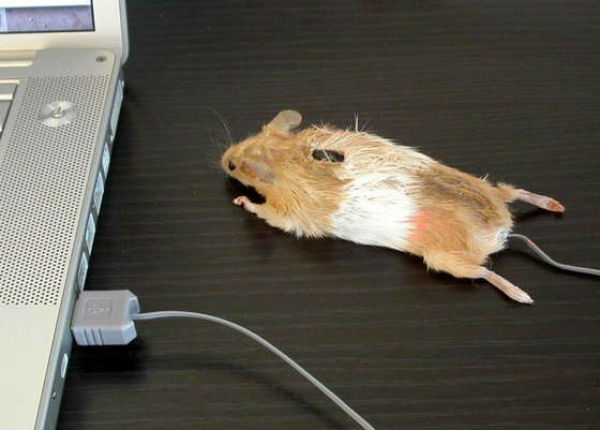 Креативные компьютерные мышки (24 фото)