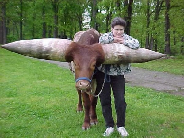 Watusi - бык с самыми большими рогами (8 фото)