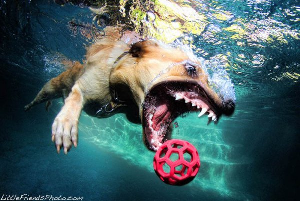 Фотографии собак под водой от Сети Кастила (12 фото)