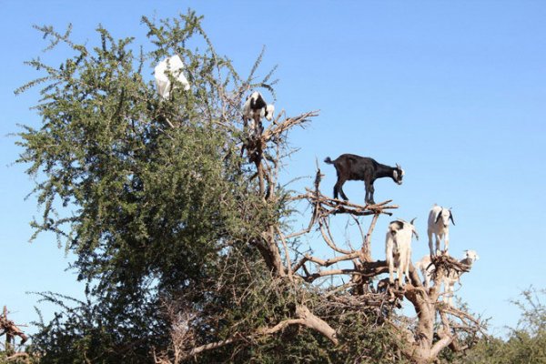 Марокканские козы (16 фото)