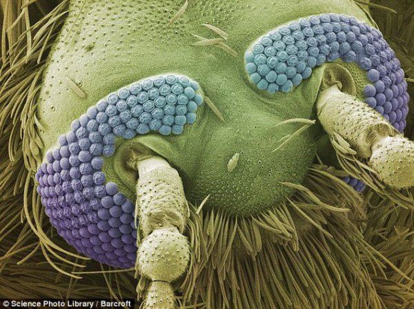 Красота под микроскопом (30 фото)