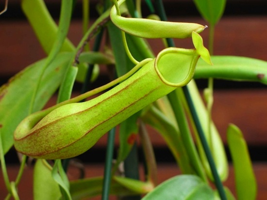 Растение Nepenthes spathulata способно переварить крысу вместе с зубами и костями (фото + видео)
