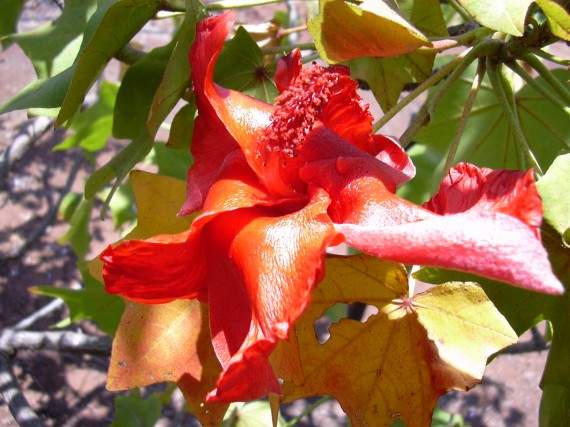 10 Редчайших цветов на Земле (10 фото)