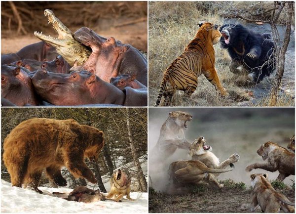 10 самых впечатляющих стычек диких животных (10 фото + видео)