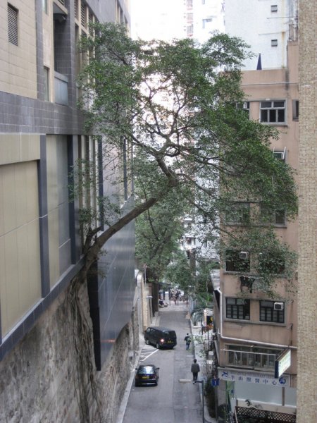 В Гонконге деревья растут из стен (6 фото)