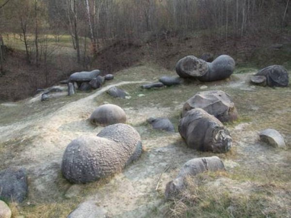 Живые камни, которые растут и размножаются (5 фото)