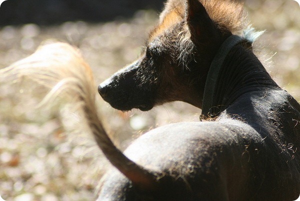 Перуанская голая собака (8 фото)