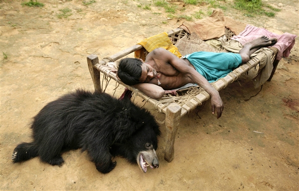 Медведь из индийской семьи (7 фото)