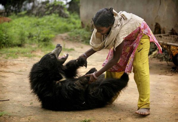 Медведь из индийской семьи (7 фото)