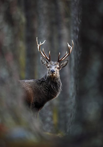 Победители конкурса The British Wildlife Photography Awards 2012 (29 фото)
