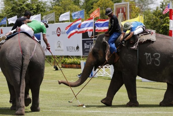 Поло на слонах (17 фото)