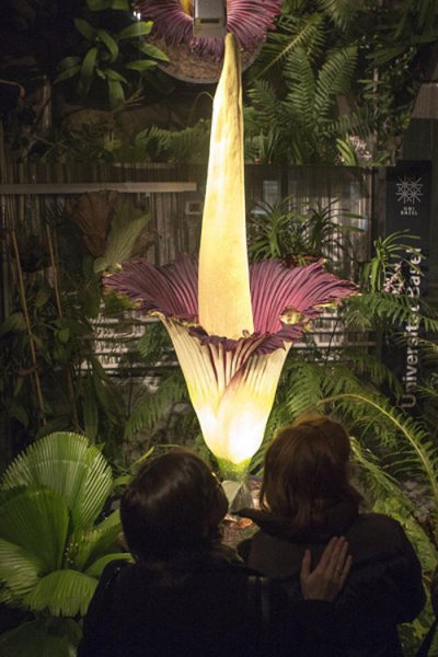 О том, как распустился самый большой в мире цветок (5 фото)