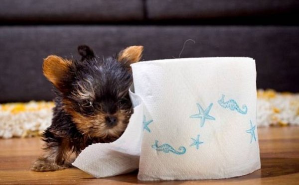 Самая маленькая собака в мире (9 фото + видео)