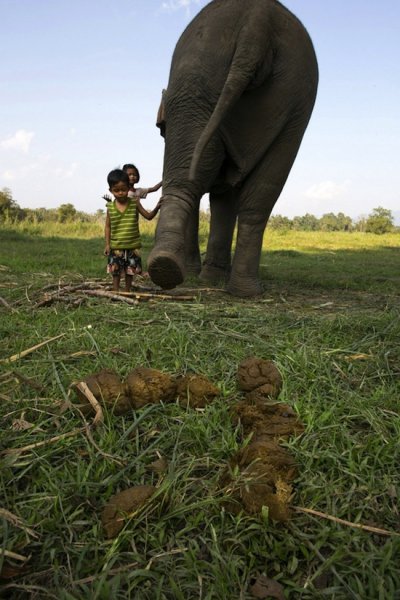 Самый дорогой кофе в мире делают из экскрементов слона (4 фото)