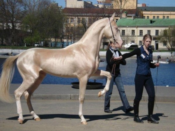 Кремовая лошадь (4 фото)
