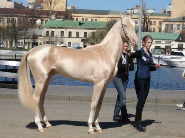 Кремовая лошадь (4 фото)